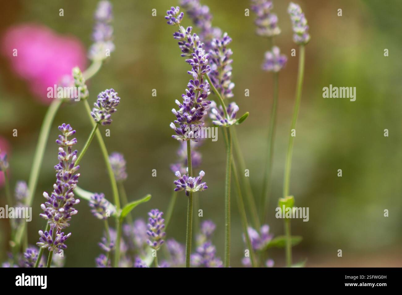 Lavendelblumenpflanze (Lavandula angustifolia) Blue Spirit Purple Blue) auf einem natürlichen Hintergrund Stockfoto