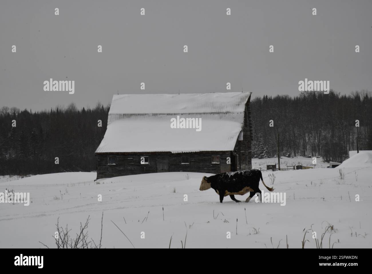 Eisenzaun mit Torformmustern im Schnee Stockfoto
