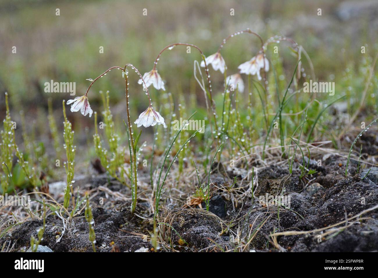 Snowdon Lily (Gagea serotina), Plantae, Провиденский р-н, Чукотский автономный округ, Россия Stockfoto