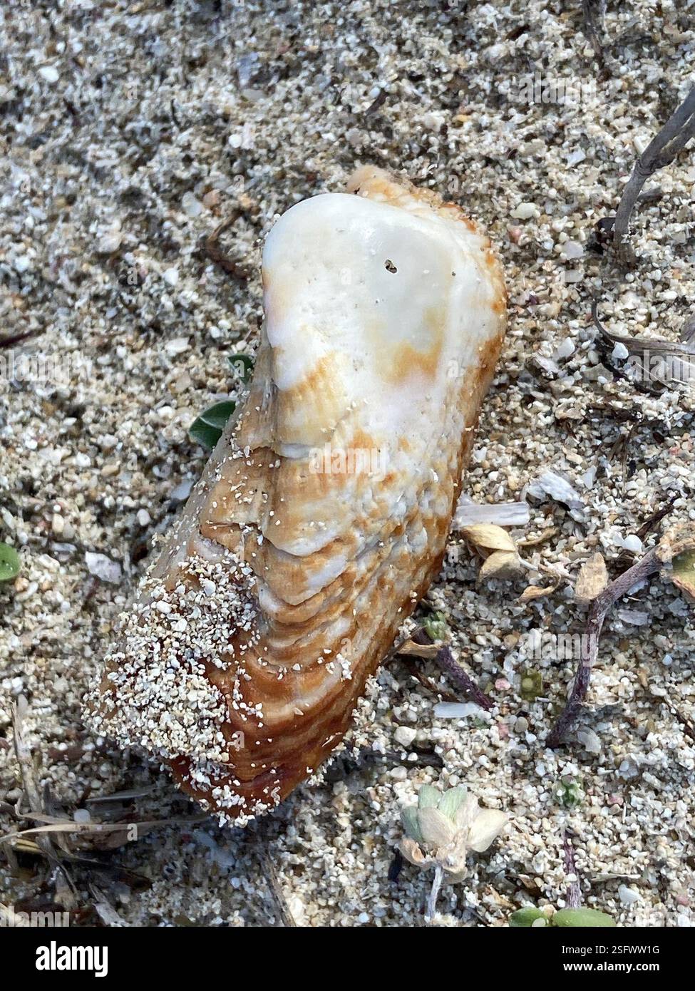 Arche Noah (Arca noae), Mollusca, Mallorca, Campos, Balearen, ES Stockfoto