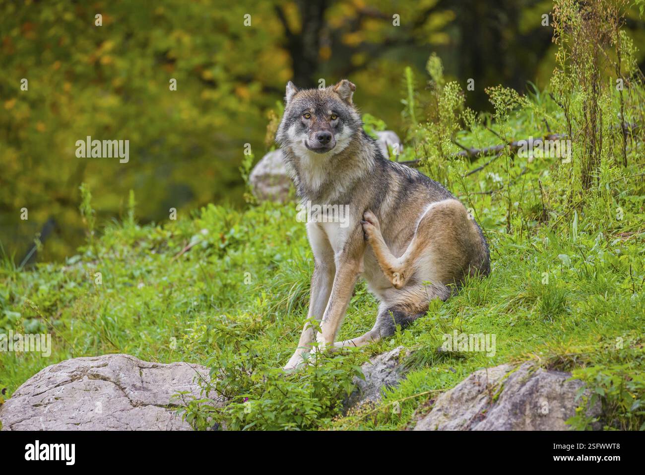 Ein erwachsener männlicher eurasischer Grauwolf (Canis Lupus) sitzt auf einer grünen Wiese auf hügeligem Gelände und pflegt sich selbst Stockfoto