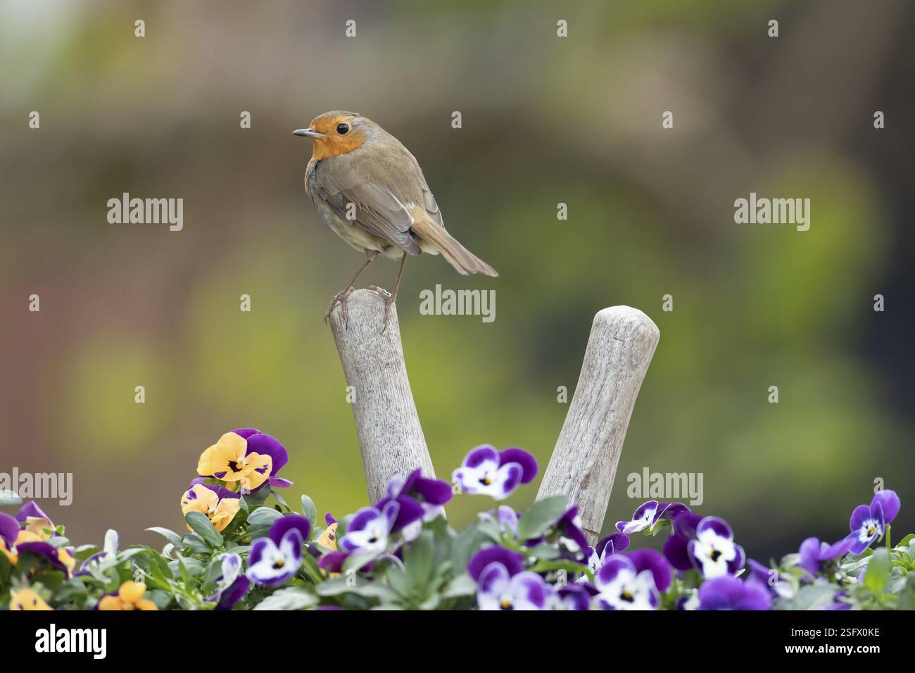 Europäischer rotkehlchen (Erithacus rubecula) Erwachsener Vogel auf einer Schere Griff im Gartentopf mit Stiefmütterchen im Frühjahr, England, Vereinigtes Königreich, Europa Stockfoto