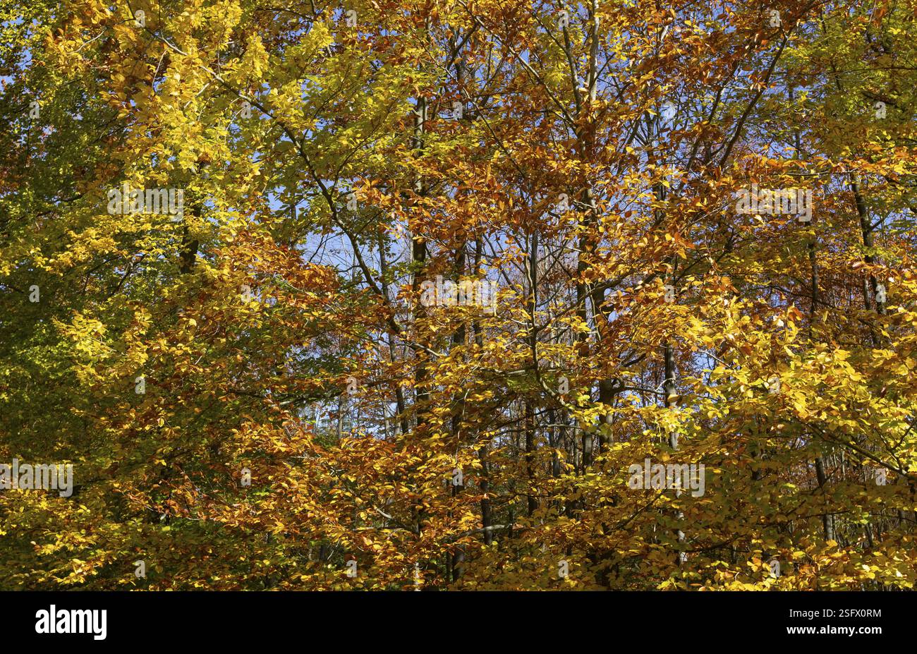 Stark verfärbte Buche (Fagus) im Naturpark Blockheide bei Gmuend, Waldviertel, Niederösterreich, Österreich, Europa Stockfoto