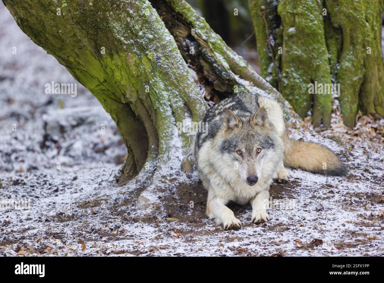 Ein ausgewachsener männlicher eurasischer Grauwolf (Canis Lupus Lupus) ruht vor einem alten gespaltenen Baum an einem Waldrand Stockfoto