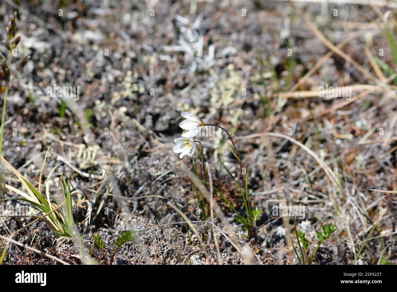 Snowdon Lily (Gagea serotina), Plantae, Провиденский р-н, Чукотский автономный округ, Россия Stockfoto