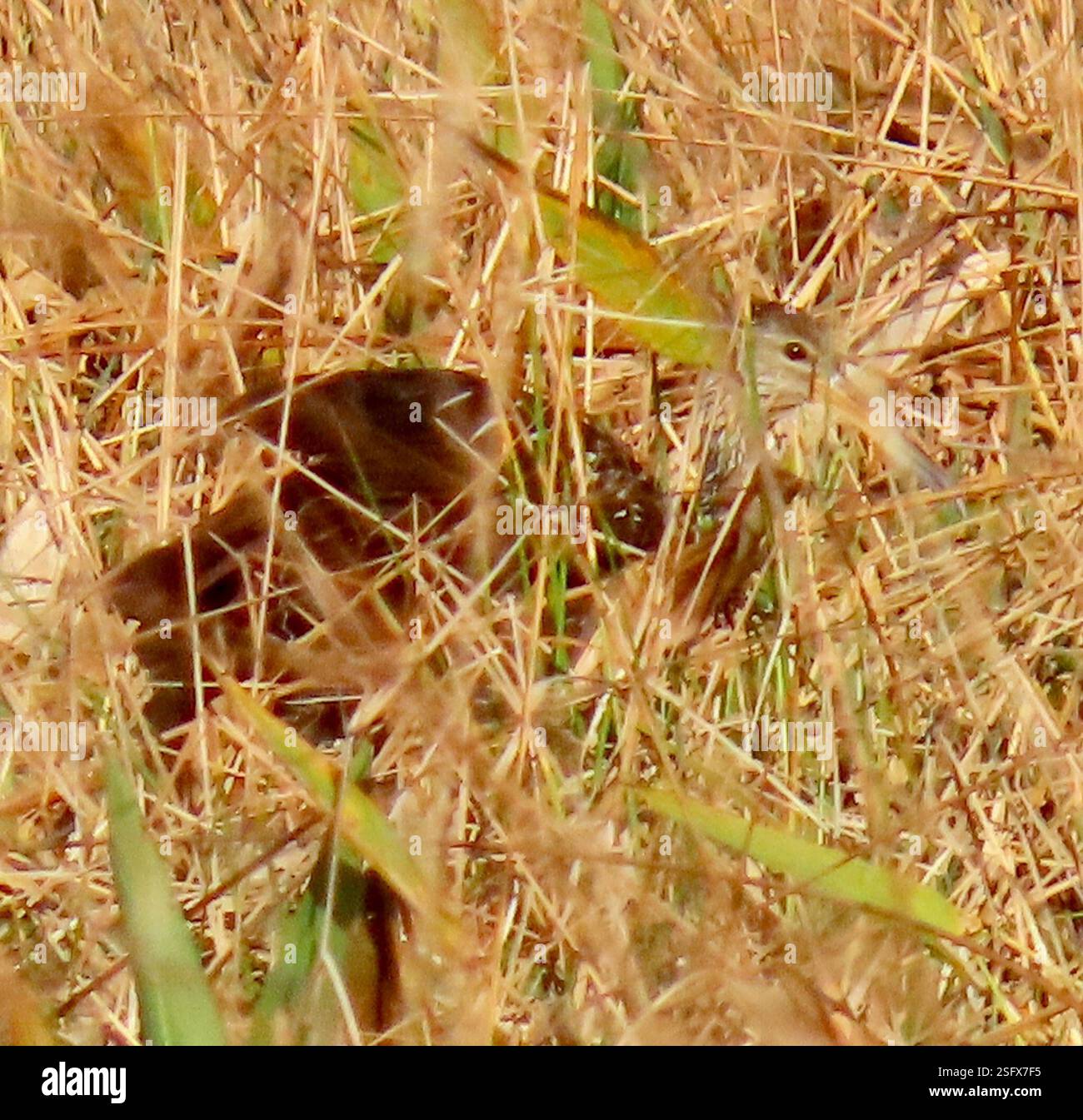 Limpkin (Aramus guarauna), Aves, Carretera Playa Girón - Yaguaramas, Cienfuegos, CU, Link zu bestätigten obs. Von Limpkin (Aramus guarauna): https://www.inaturalist.org/observations/148561332 Limpkin (Aramus guarauna) großer heronähnlicher Vogel, der an einen Gangy Ibis erinnert, aber enger mit Schienen verwandt ist. Braun mit weißen Flecken und Streifen, am dichtesten am Kopf und Hals. Der lange gelbliche Schnabel ist leicht dekuriert. In Sümpfen und Sümpfen zu finden, oft mit Bäumen und Sträuchern, aber auch regelmäßig an den Rändern von Teichen zu sehen. Audubon Guide to North American Birds https://www.audubon.org/field-guide/bird/limpkin Stockfoto