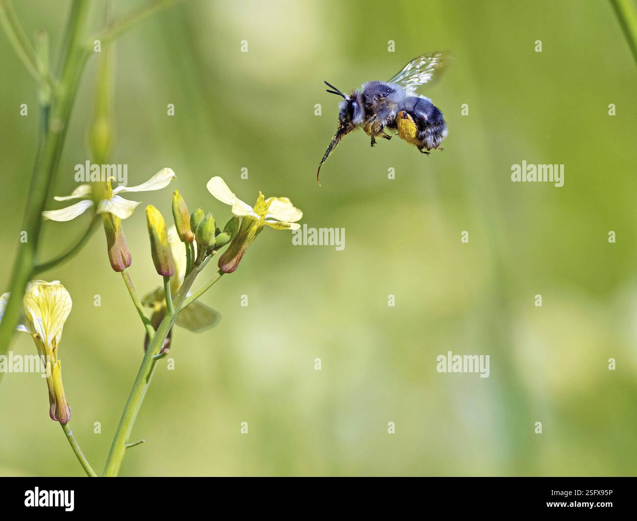 Hummel, (Bombus-)Insekten, Tiere, Insekten, Bienenfamilie, Flugfoto, Biotope, Habitat, sammelt Nektar, Lesbos, Lesbos Island, Griechenland, Europa Stockfoto