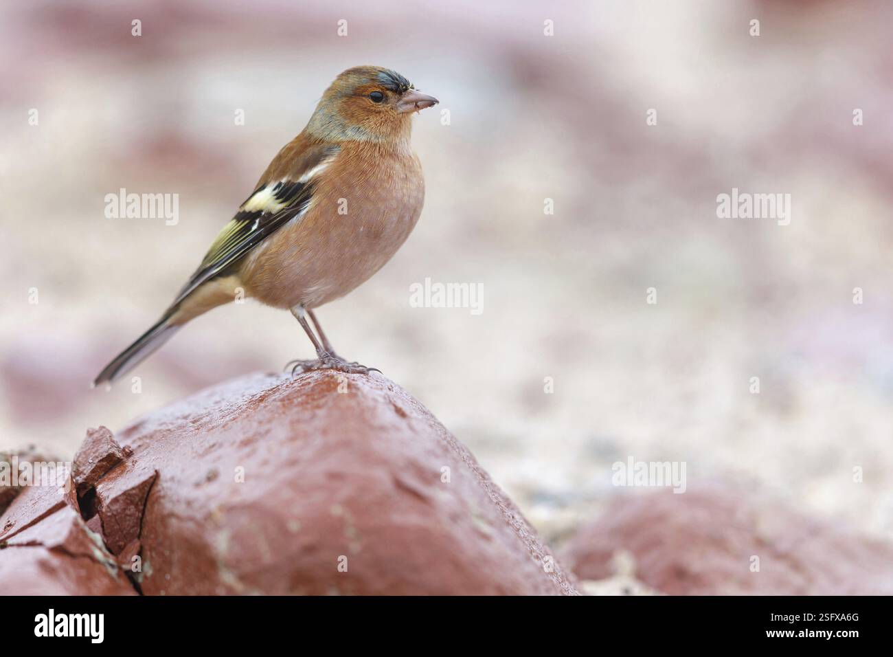 Buchhalm (Fringilla coelebs), Tiere, Vögel, Barsch, Familie finch, Lesbos Island, Schleswig-Holstein, Griechenland, Europa Stockfoto