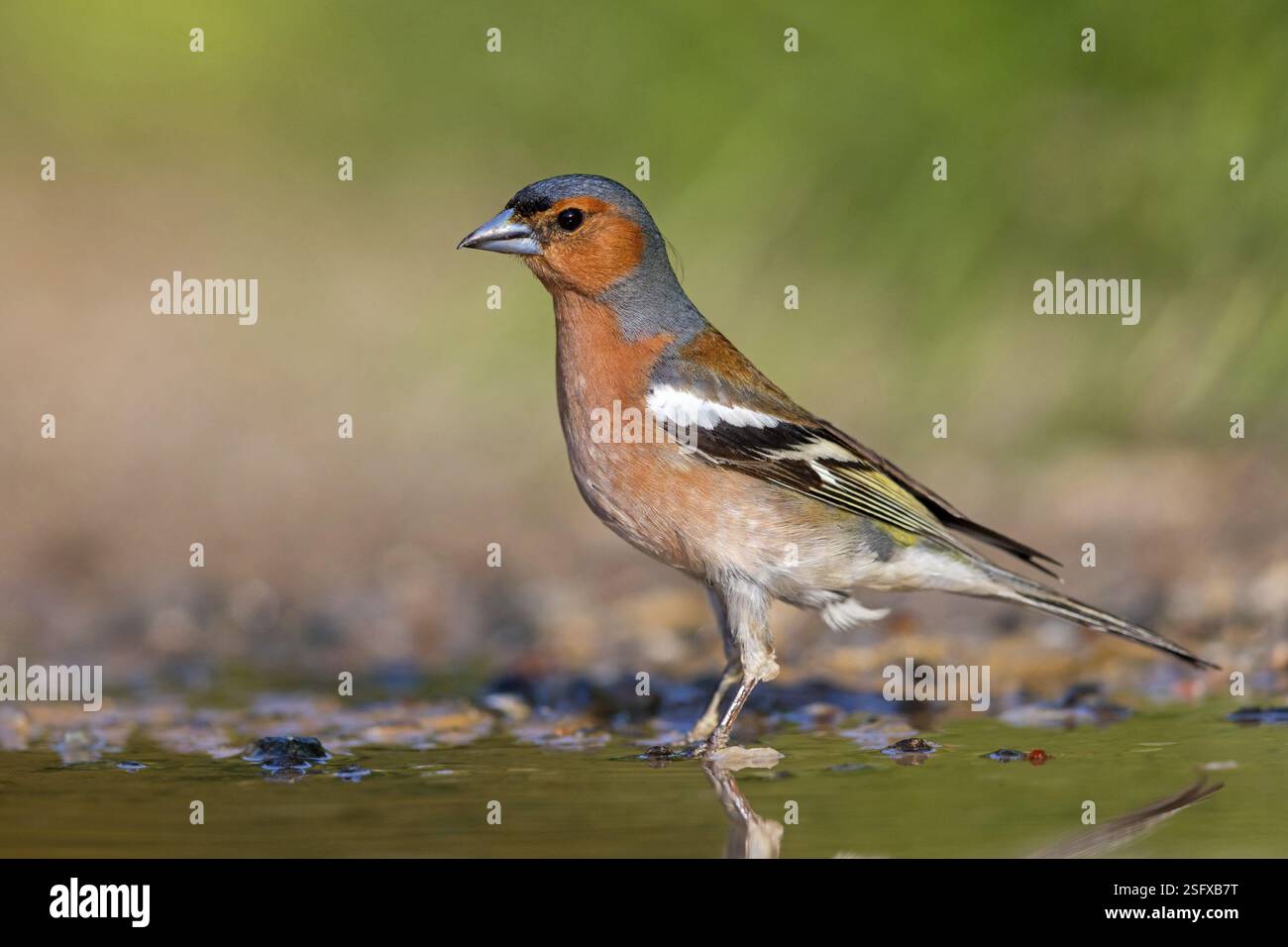 Buchhalm (Fringilla coelebs), Tiere, Vögel, Barsch, Familie finch, Lesbos, Lesbos Island, Griechenland, Europa Stockfoto