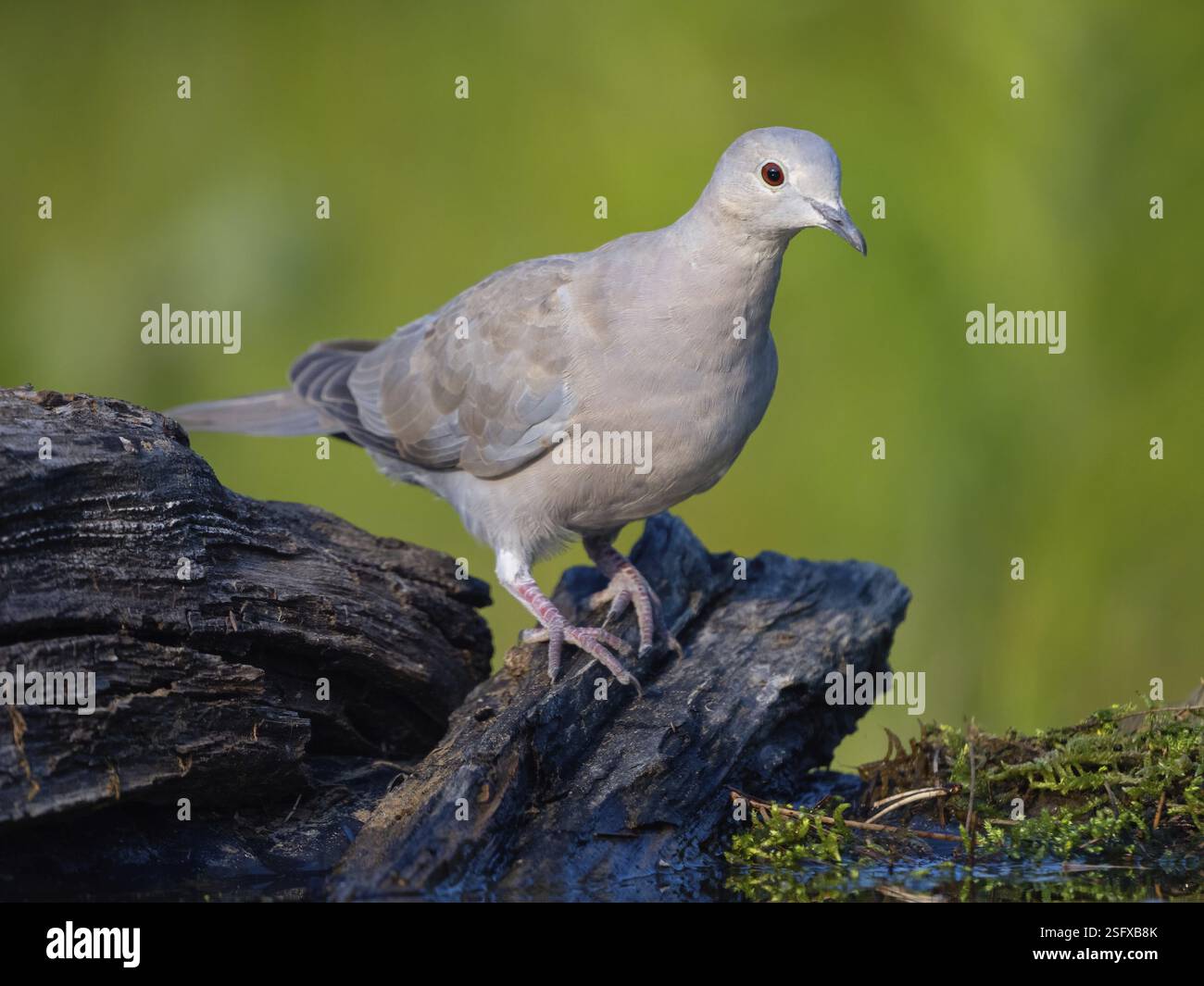 Eurasische Taube (Streptopelia Decocto), Tiere, Vögel, Taubenfamilie, Biotope, Habitat, Barsch, Futtersuche, Tiszaalpar - Kiskunsagi Nation, B Stockfoto