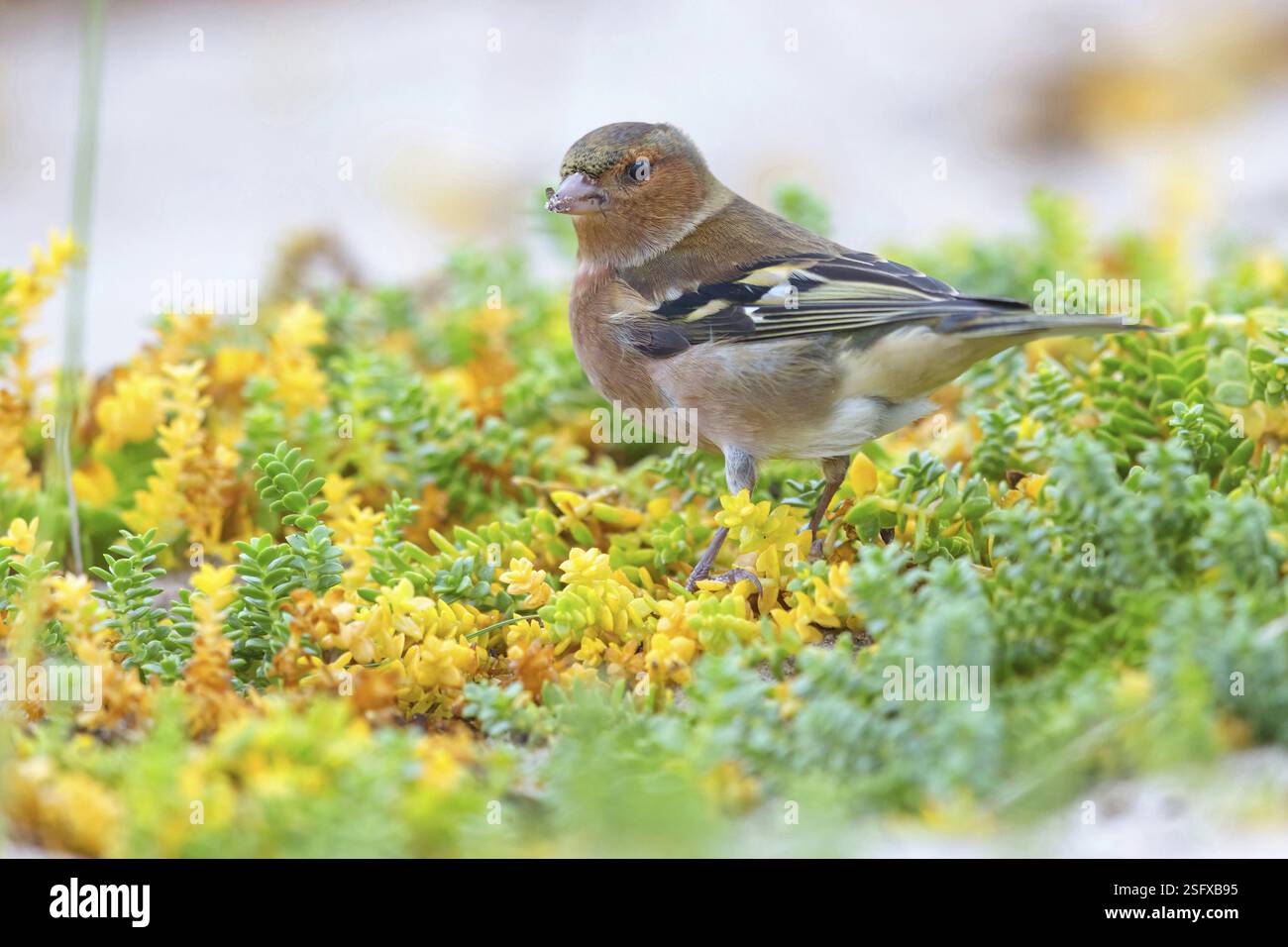 Buchhalm (Fringilla coelebs), Tiere, Vögel, Barsch, Familie finch, Lesbos Island, Schleswig-Holstein, Griechenland, Europa Stockfoto
