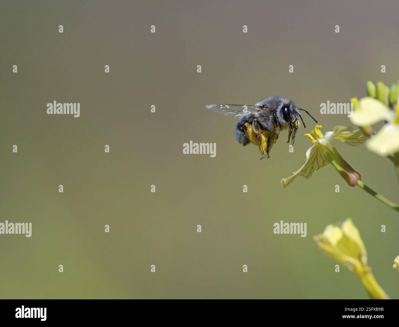 Hummel, (Bombus-)Insekten, Tiere, Insekten, Bienenfamilie, Flugfoto, Biotope, Habitat, sammelt Nektar, Lesbos, Lesbos Island, Griechenland, Europa Stockfoto