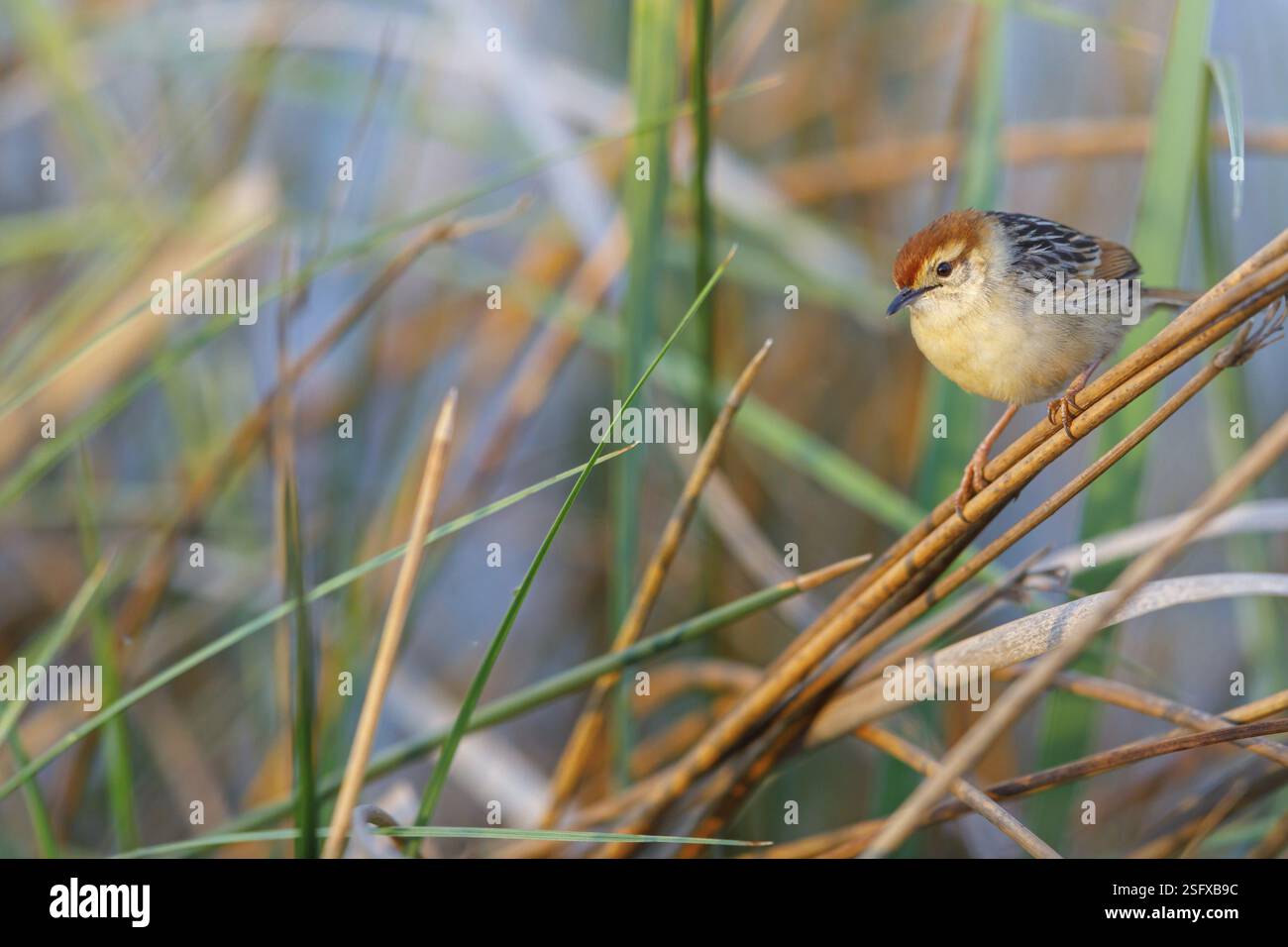 Vley's Cisticola, (Cisticola tinniens), Biotope, Habitat, Barsch, False Bay Nature Reserve Stran, Kapstadt, Westkap, Südafrika, Afrika Stockfoto
