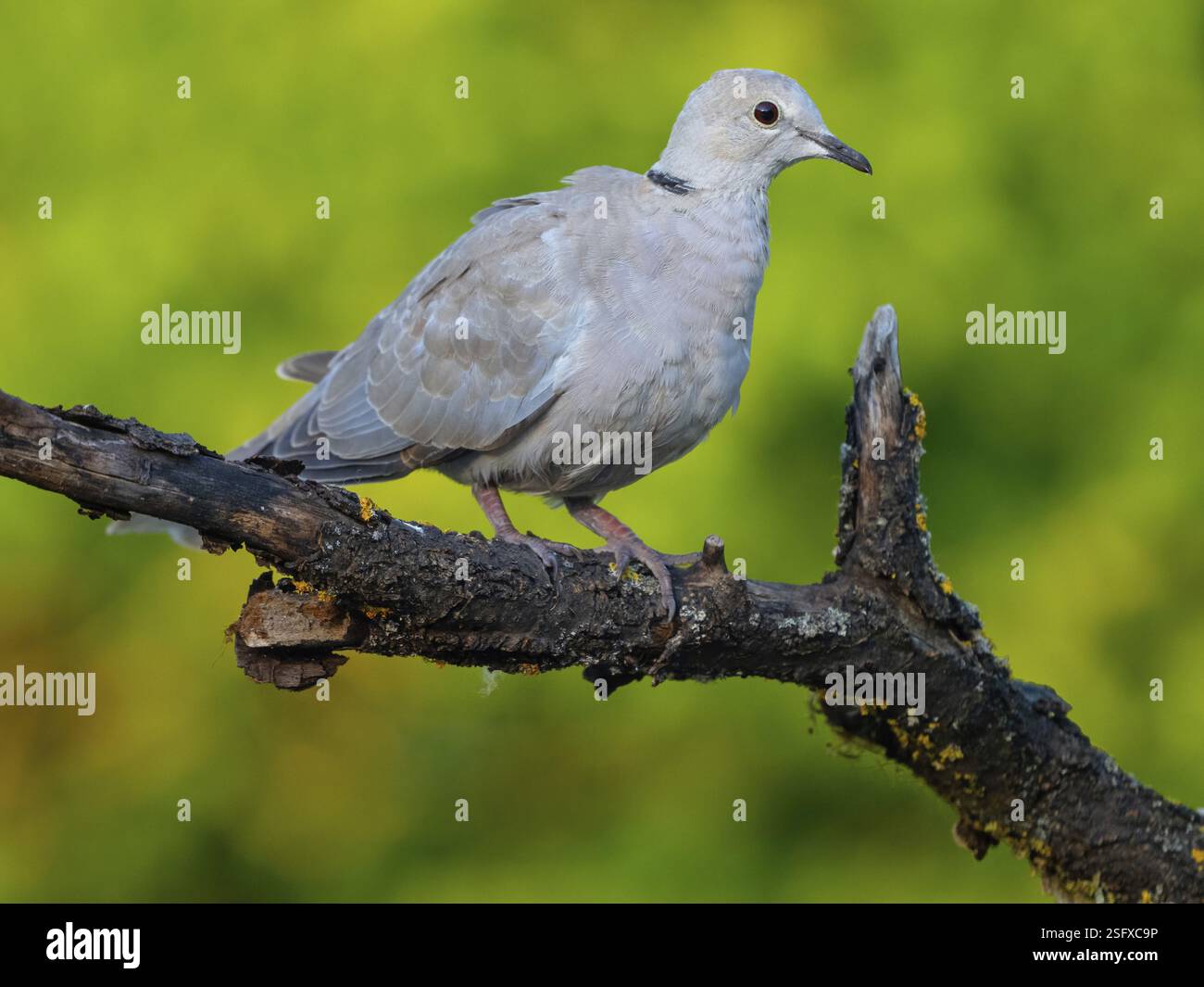 Eurasische Taube (Streptopelia Decocto), Tiere, Vögel, Taubenfamilie, Biotope, Habitat, Barsch, Futtersuche, Tiszaalpar - Kiskunsagi Nation, B Stockfoto