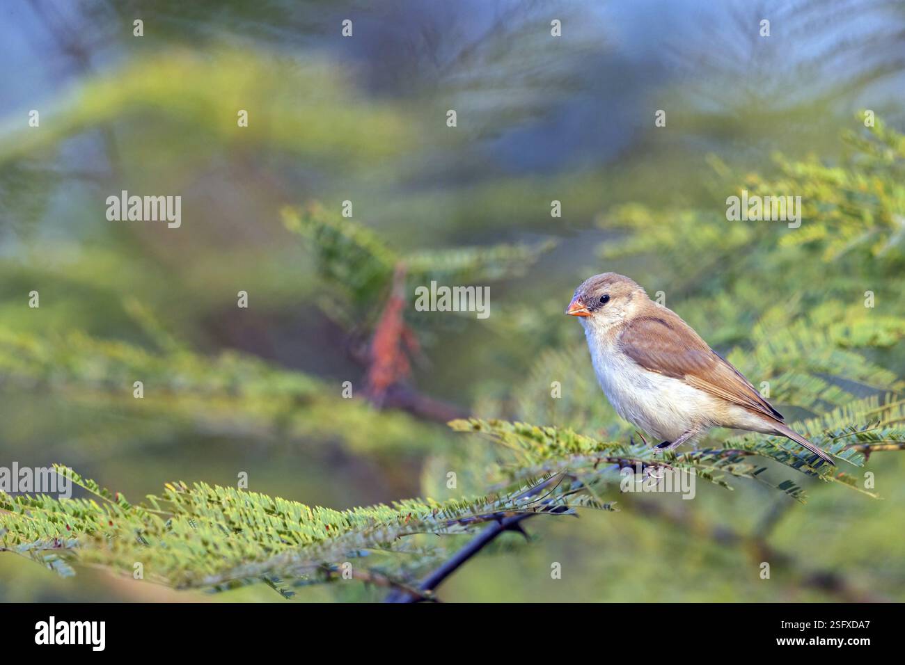 Dominikanische Witwe (Vidua macroura), Tiere, Vögel, Barsch, Biotope, Tendaba Camp Tendaba Photo Hid, Kwinella, South Bank, Gambia, Afrika Stockfoto