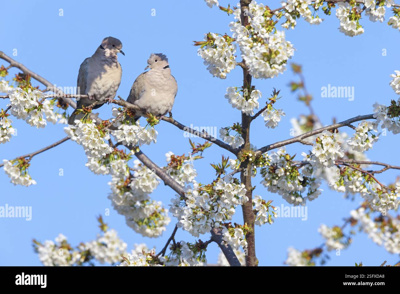 Eurasische Taube (Streptopelia Decocto), Tiere, Vögel, Taubenfamilie, Biotope, Habitat, Barsch, Futtersuche, Tiszaalpar - Kiskunsagi Nation, B Stockfoto