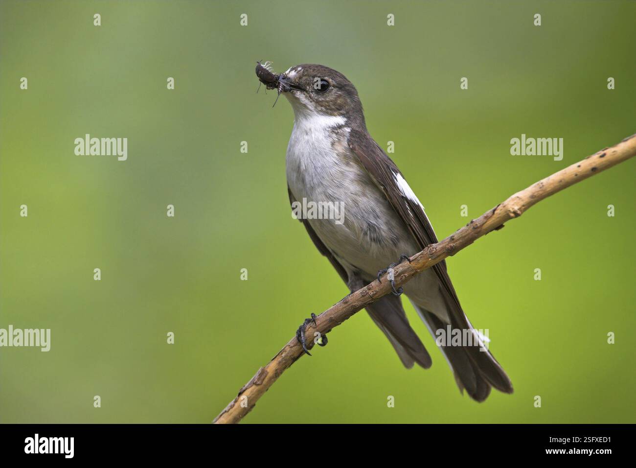 Tiere, Vögel, Singvögel, Tortenfliegenfänger (Ficedula hypoleuca), Biotope, Habitat, Barsch, Futtersuche, Beute, Insekten, Bezirk Worms, Rheinland-Pfalz Stockfoto