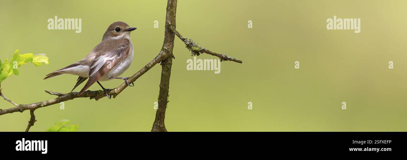 Tiere, Vögel, Singvögel, Tortenfliegenfänger (Ficedula hypoleuca), Biotope, Habitat, Barsch, Futtersuche, Waldfriedhof, Limburgerhof, Rheinland-Pfalz Stockfoto