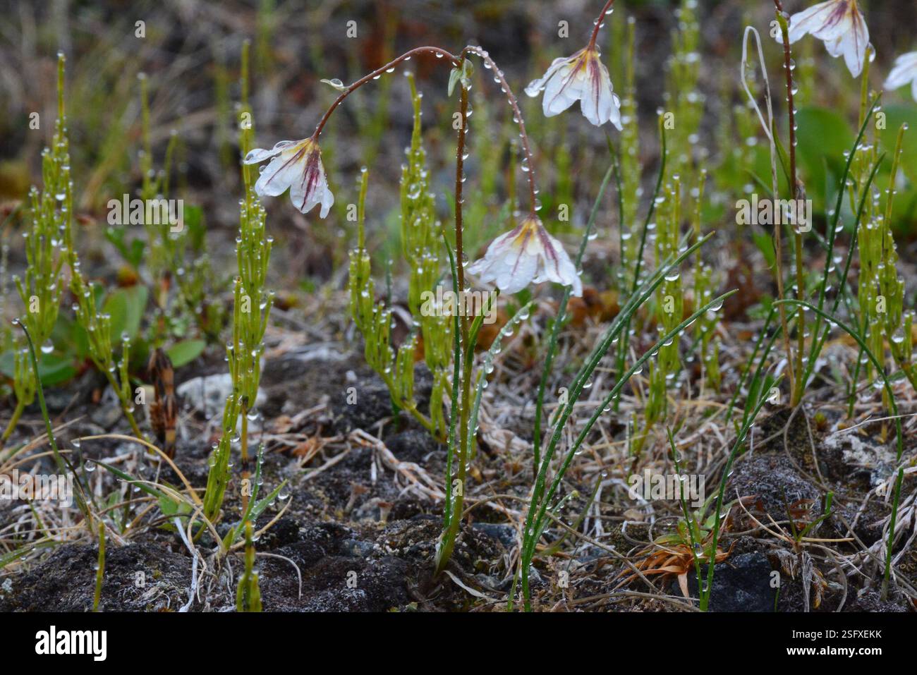 Snowdon Lily (Gagea serotina), Plantae, Провиденский р-н, Чукотский автономный округ, Россия Stockfoto