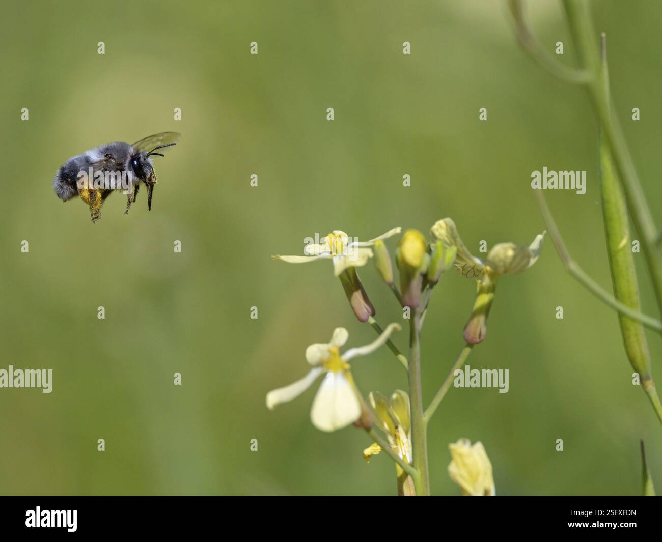 Hummel, (Bombus-)Insekten, Tiere, Insekten, Bienenfamilie, Flugfoto, Biotope, Habitat, sammelt Nektar, Lesbos, Lesbos Island, Griechenland, Europa Stockfoto
