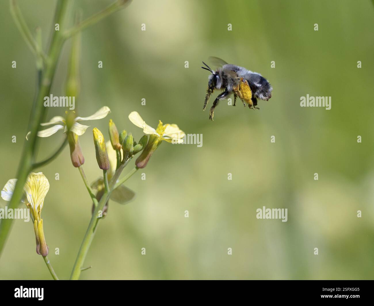 Hummel, (Bombus-)Insekten, Tiere, Insekten, Bienenfamilie, Flugfoto, Biotope, Habitat, sammelt Nektar, Lesbos, Lesbos Island, Griechenland, Europa Stockfoto