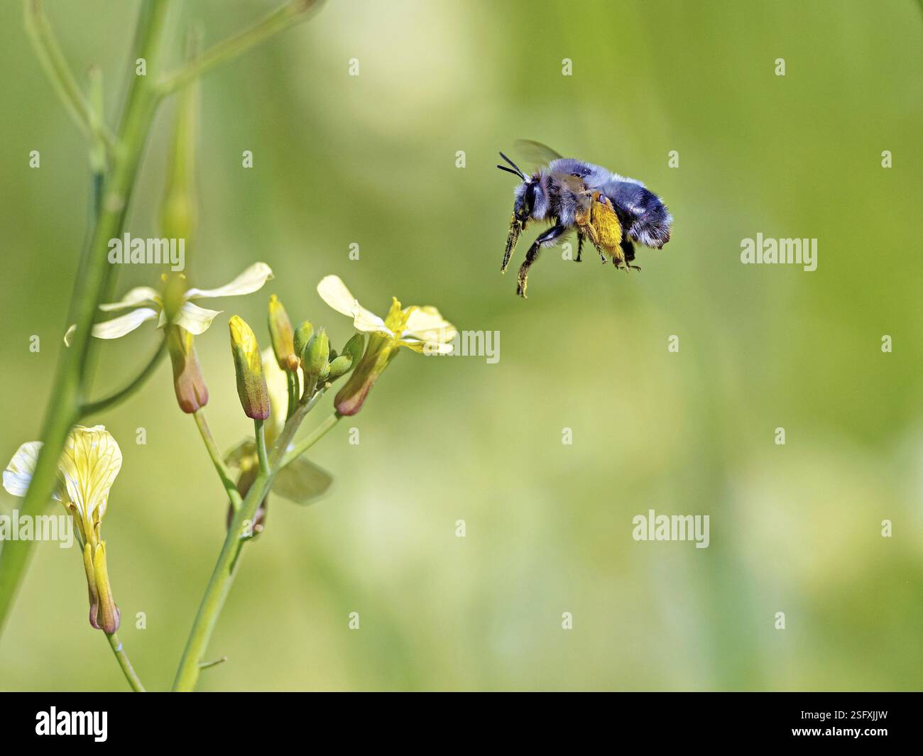 Hummel, (Bombus-)Insekten, Tiere, Insekten, Bienenfamilie, Flugfoto, Biotope, Habitat, sammelt Nektar, Lesbos, Lesbos Island, Griechenland, Europa Stockfoto