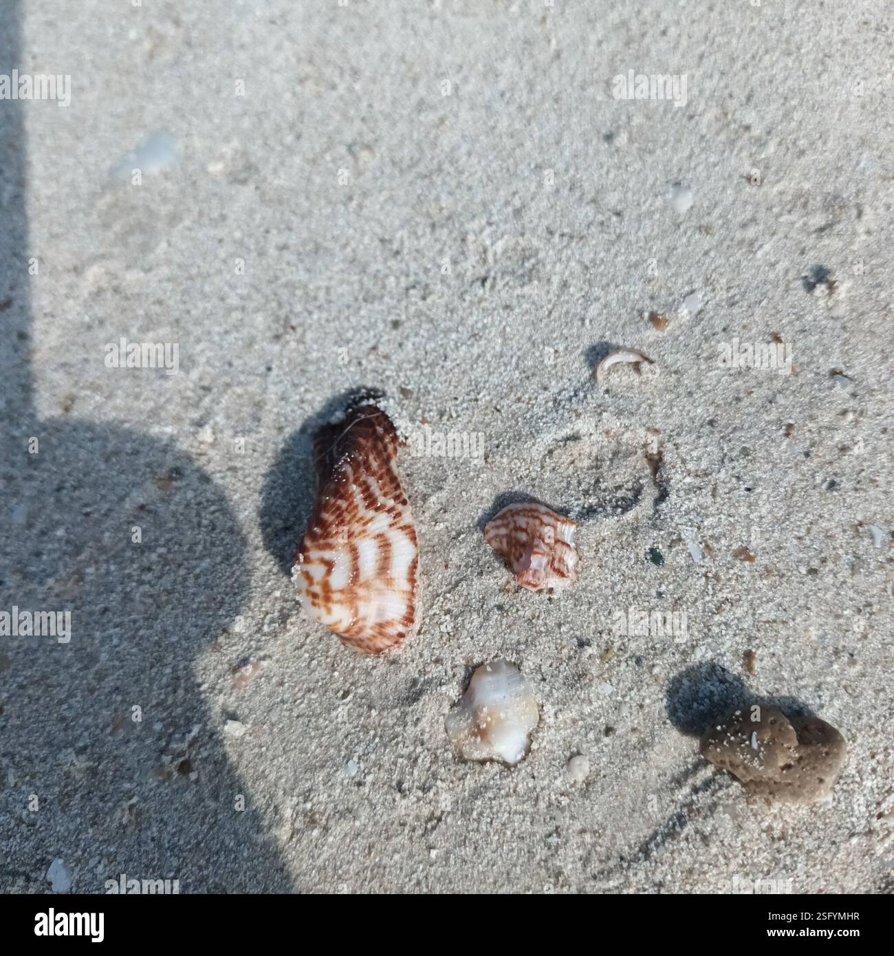 Noah's Ark Shell (Arca noae), Mollusca, Baleares, es-PM, es Stockfoto