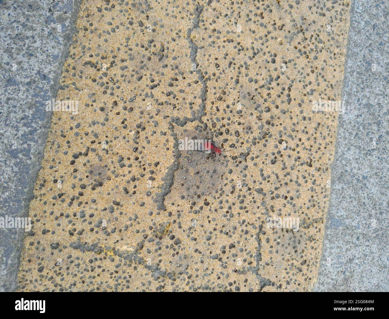 (Leptocoris vicinus), Insecta, 830, Taiwan, 高雄市鳳山區新強里 Stockfoto