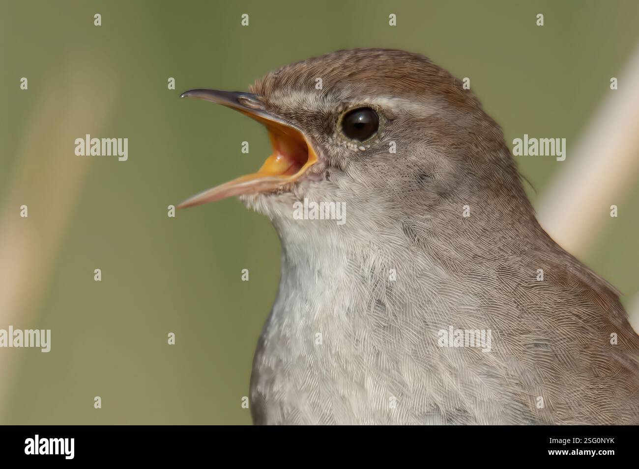 Cettis Gratler in vollem Lied in den Schilfbeeten der Oare Marshes Faversham Kent UK Stockfoto