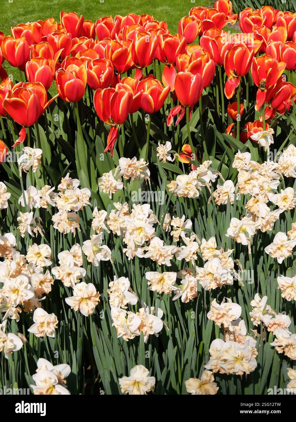 Leuchtende Tulpen- und Narzissen-Blumenbeete in voller Blüte an einem sonnigen Frühlingstag. Farbenfroher Garten mit roten Tulpen und weißen Narzissen. Garten Keukenhof, Lisse. Stockfoto