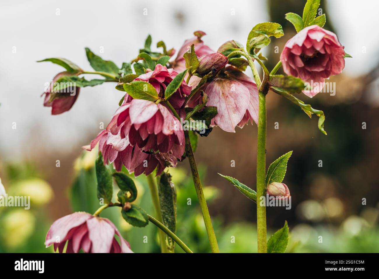 Helleborus orientalis Double Ellen Red Stockfoto