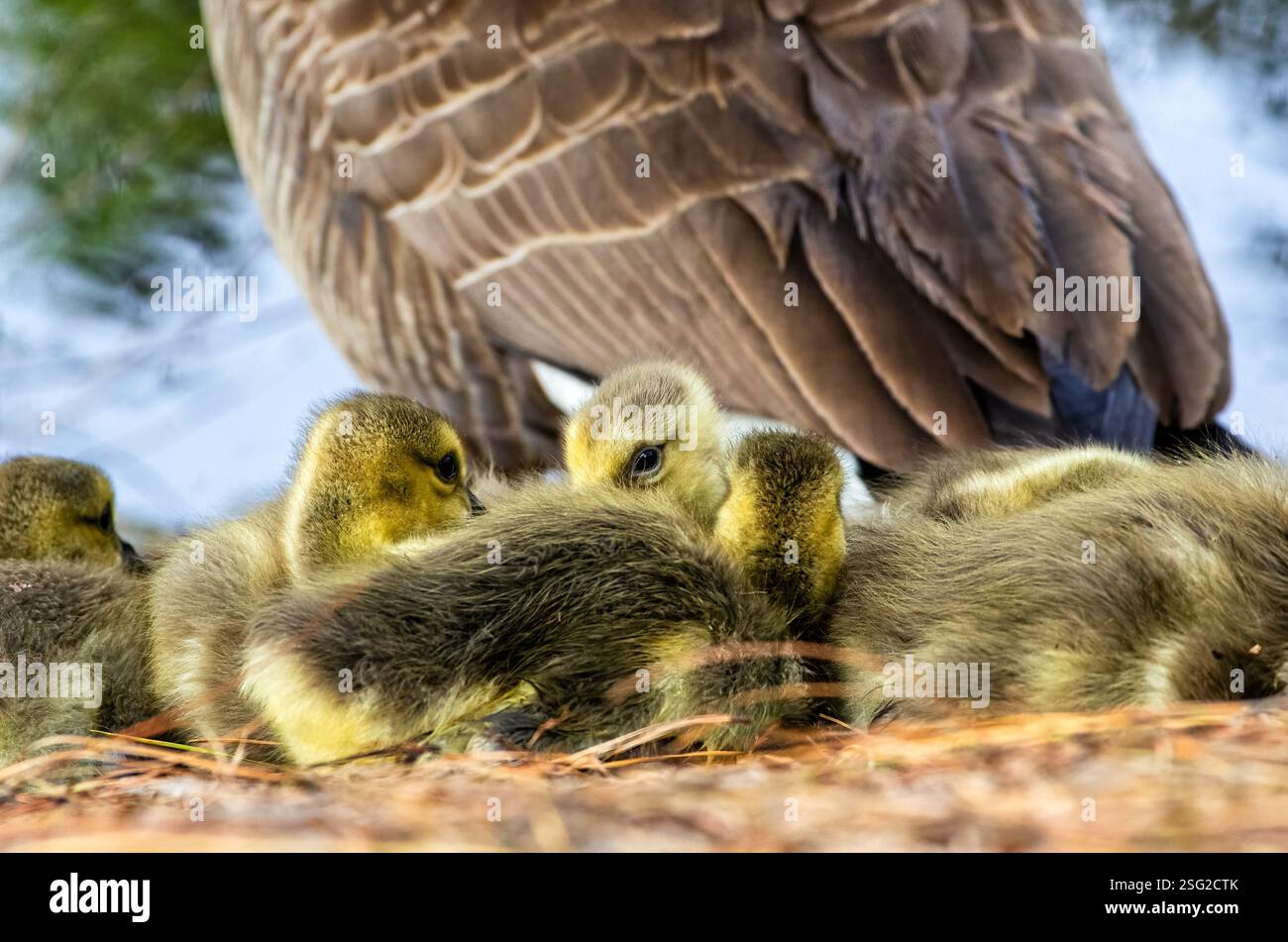 Kanadas Gänsehauben drängten sich unter dem Schutzflügel ihrer Mutter zusammen und ruhten auf einem Bett aus Kiefernnadeln in der Nähe des Wassers. Stockfoto