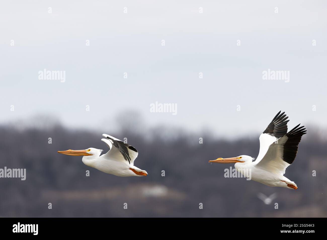 Amerikanische weiße Pelikane (Pelecanus erythrorhynchos), die im Winter den Mississippi River in Iowa hinaufziehen. Stockfoto