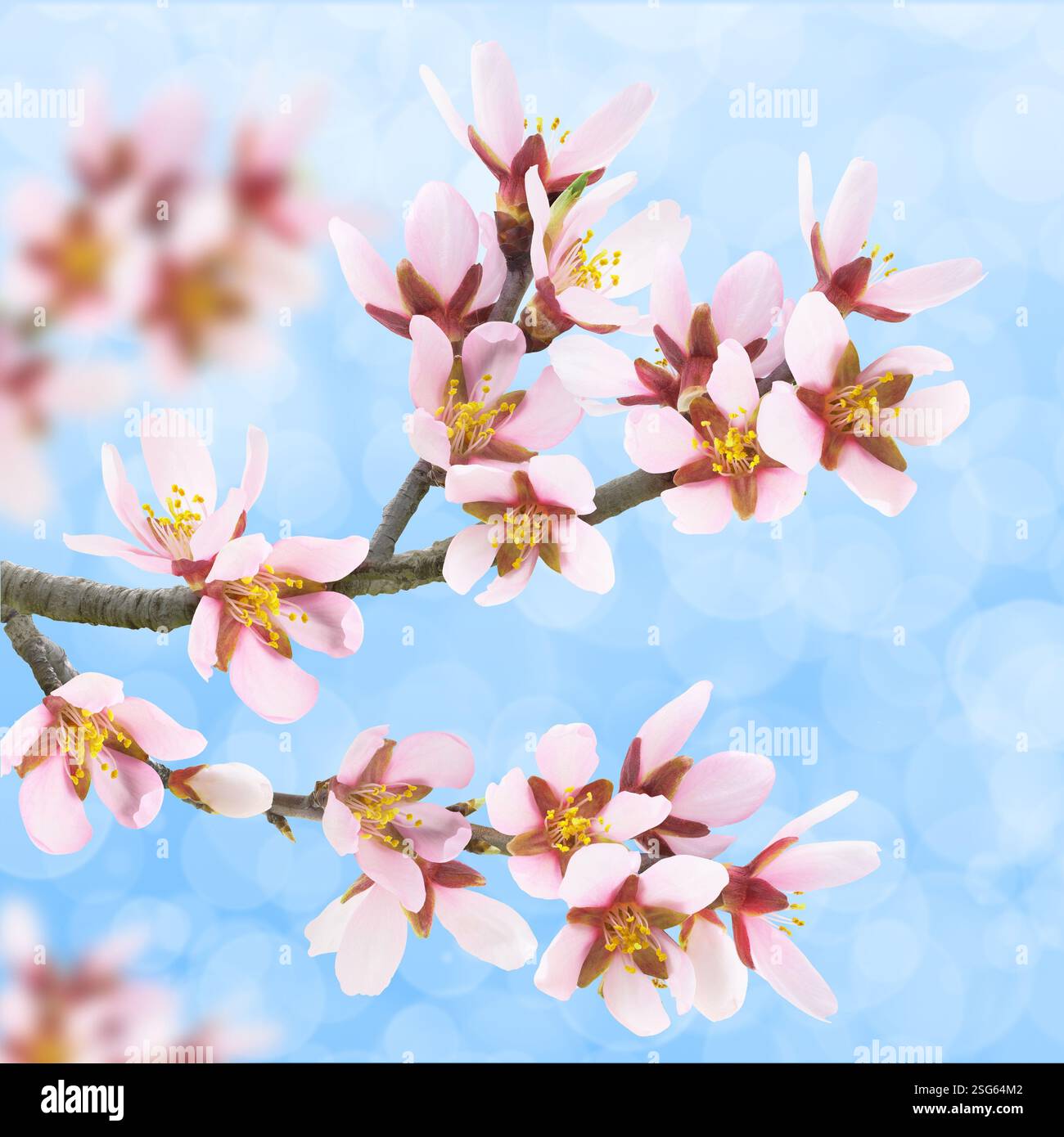 Mandelzweige mit rosafarbenen Blüten im Frühling vor leuchtendem blauem Hintergrund Stockfoto