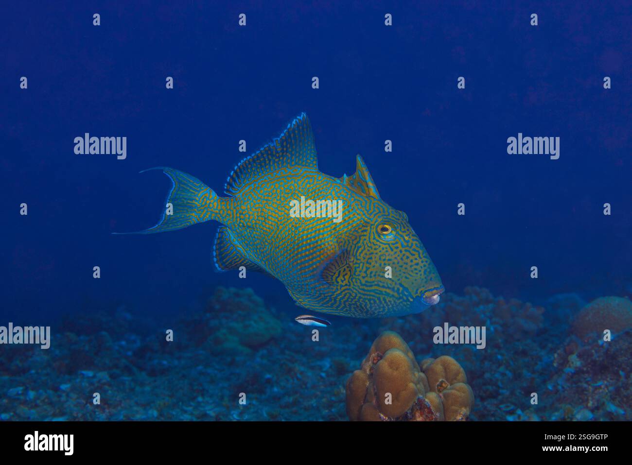 Der blaue Drückerfisch, Pseudobalistes fuscus, sieht bei der Reifung sehr anders aus. Dieser Sub-Erwachsene hat sich seit seiner Jugend und wi dramatisch verändert Stockfoto