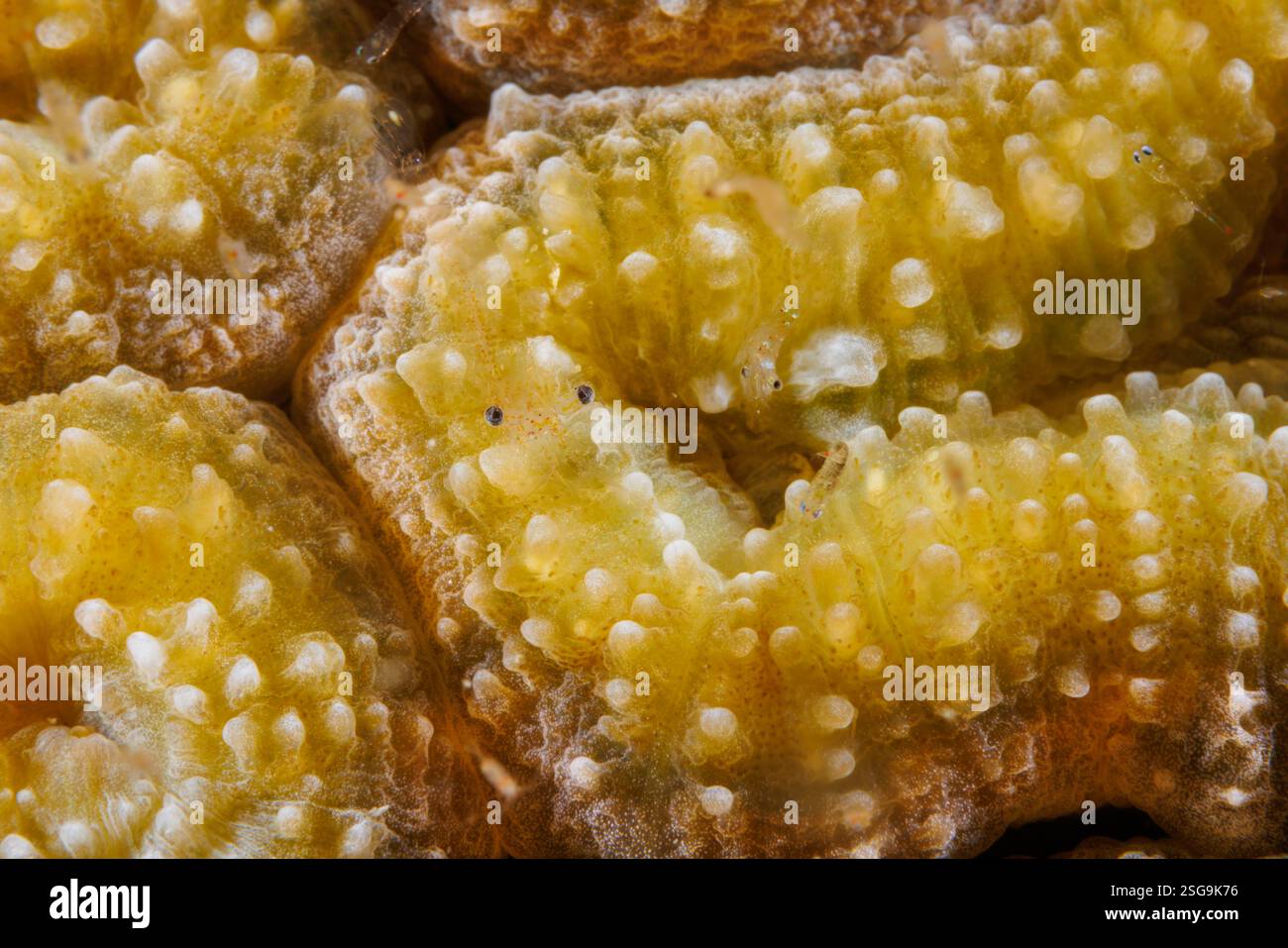 Hier gibt es mehrere Garnelen, die sehr transparent sind. Die dunklen Augen der größten Garnele, Periclemenes sp. Sind das einzige Feature, das bietet Stockfoto