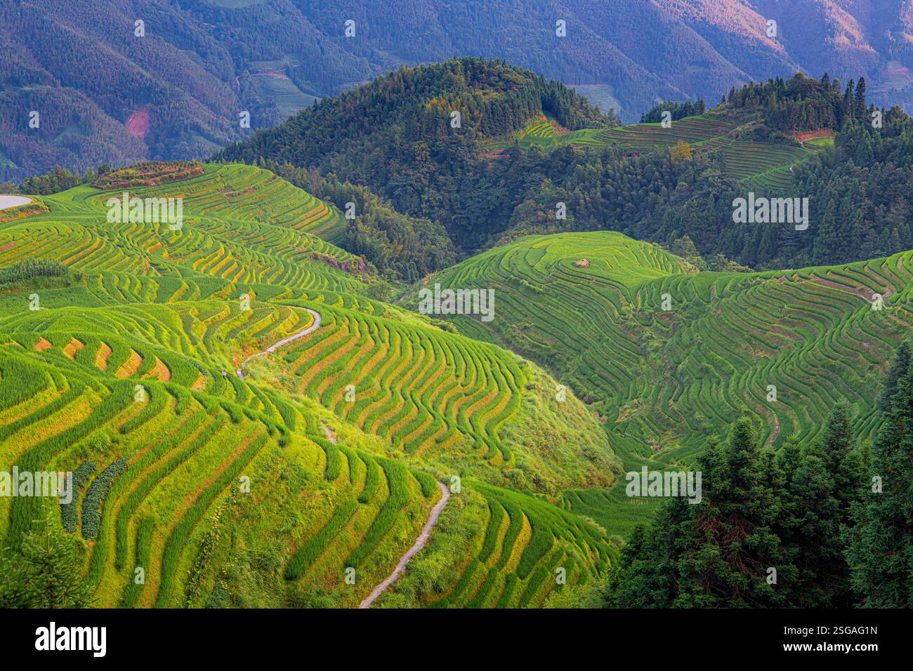 Nahaufnahme der Longji-Reisterrassen auf dem Yaoshan-Berg in Guangxi, China. Stockfoto