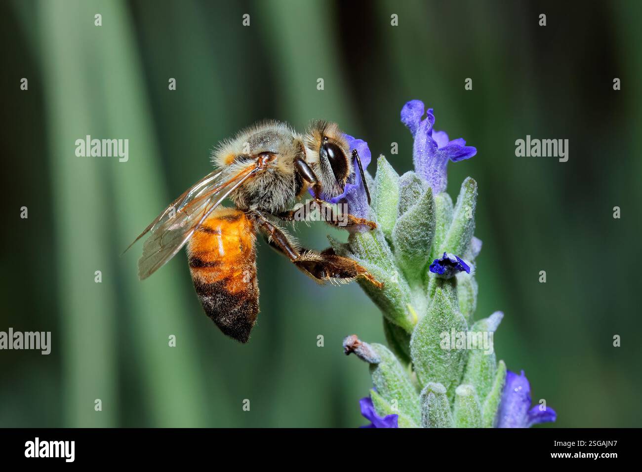 Eine Honigbiene sammelt Nektar auf einer Lavendelblume, Südafrika Stockfoto