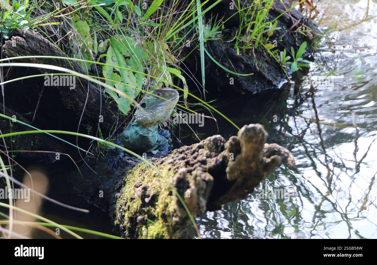 Ein markanter australischer Wasserdrache, auch bekannt als Gippsland-Wasserdrache, sitzt auf einem Baumstamm am Fluss im australischen Busch. Stockfoto