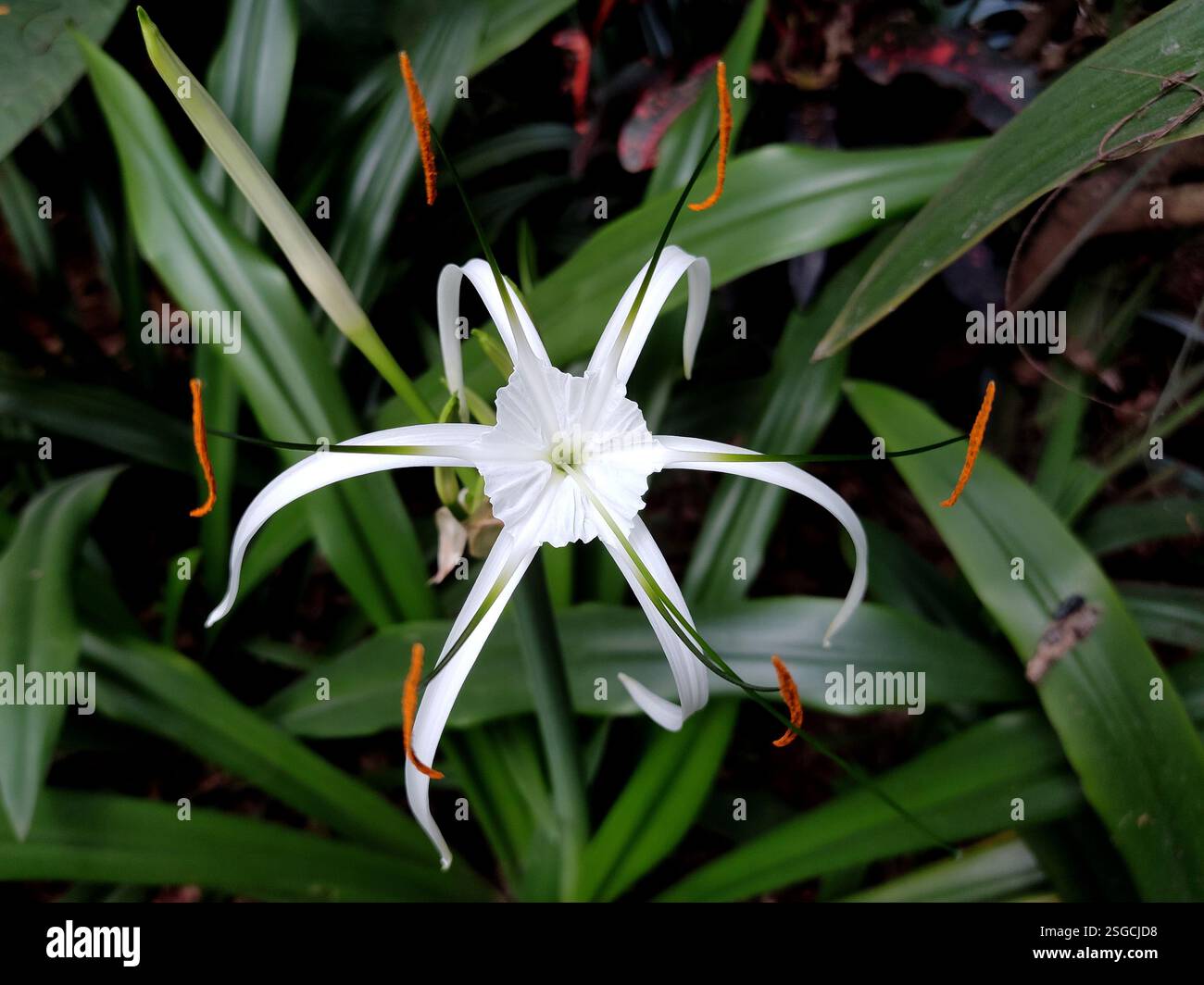 Eine Nahaufnahme einer Hymenocallis littoralis, oder Strandspinne Lilie, zeigt ihre sternähnliche Schönheit, mit schlanken weißen Blüten, die in einer faszinierenden Weise nach außen strahlen Stockfoto