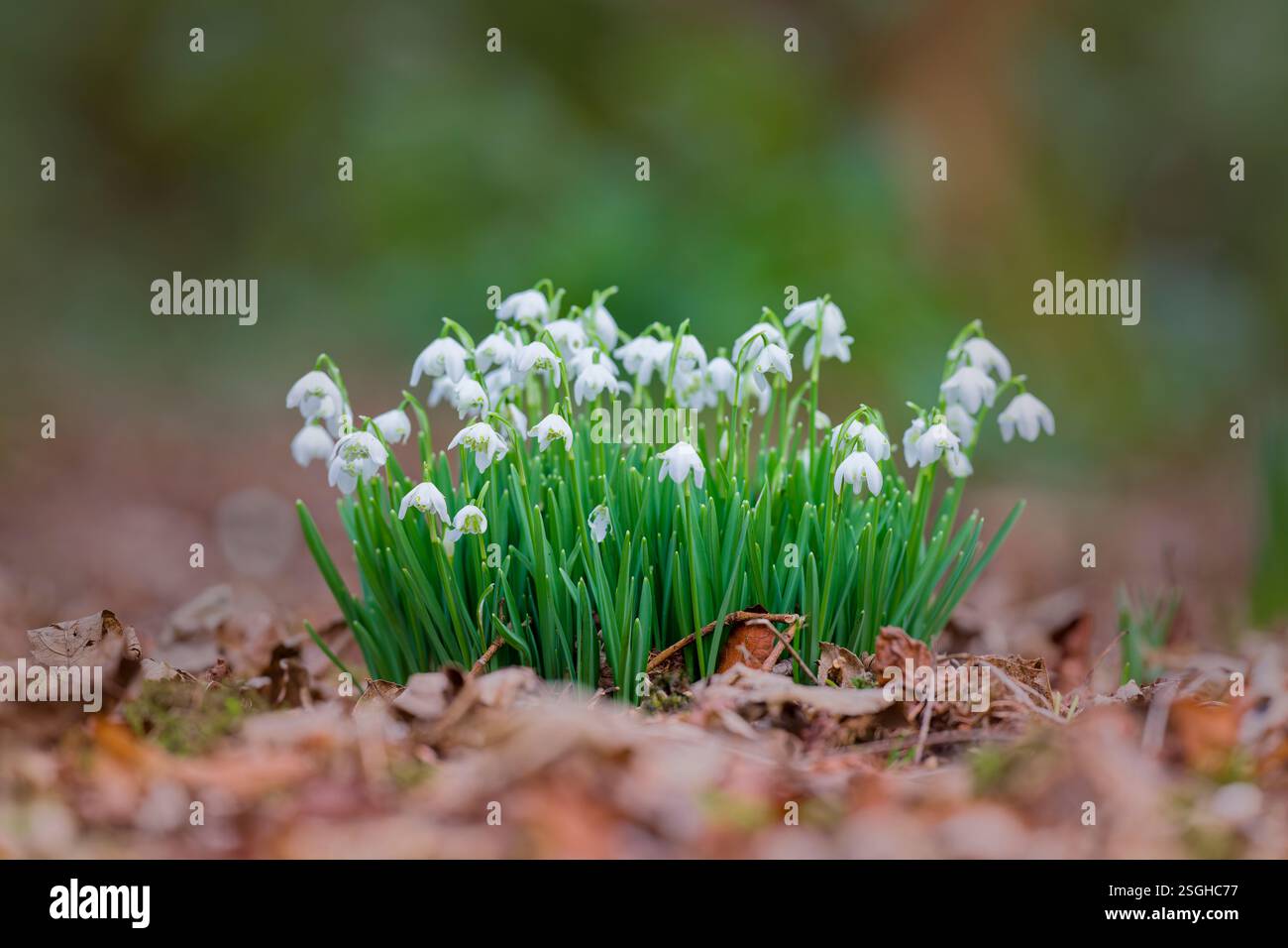 Eine der ersten Blüten des Frühlings, ein Klumpen weißer Schneeglöckchen, in voller Blüte, nachdem sie sich in Lytham Hall, Lytham, Lancashire, Großbritannien, durch die Blätter gedrückt haben. Stockfoto
