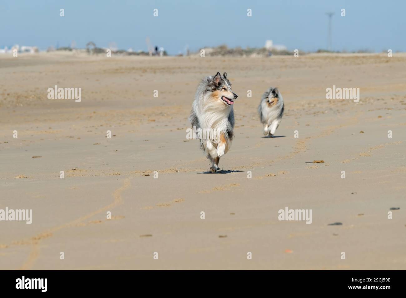 Glückliche Hunde laufen an einem riesigen, leeren Strand Stockfoto