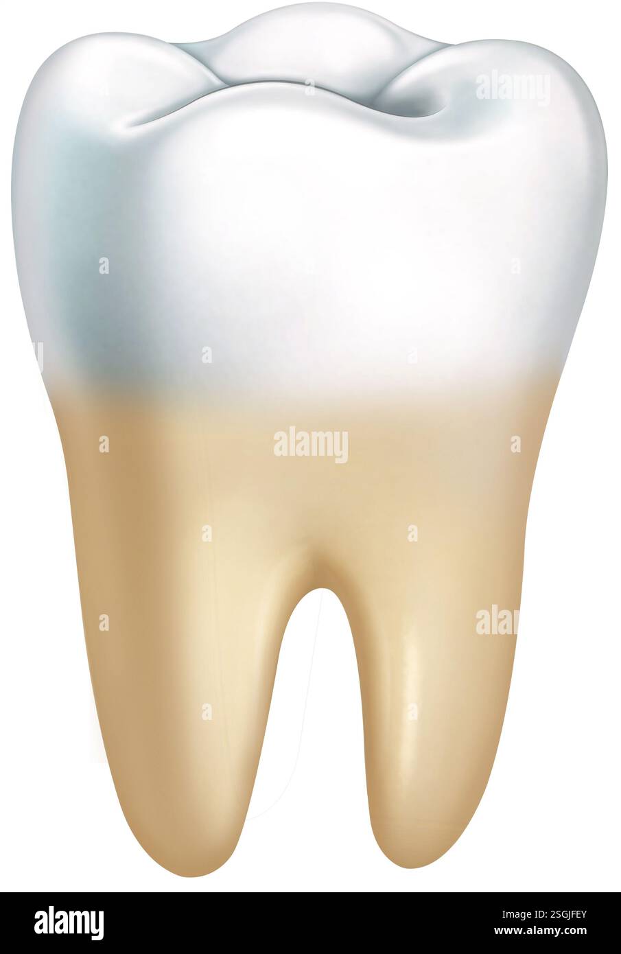 Zur Anatomie der Molarenstruktur. Die Krone ist der sichtbare Teil des Zahns, die Wurzel ist der Teil unter den Oberkieferalveolen. Stockfoto
