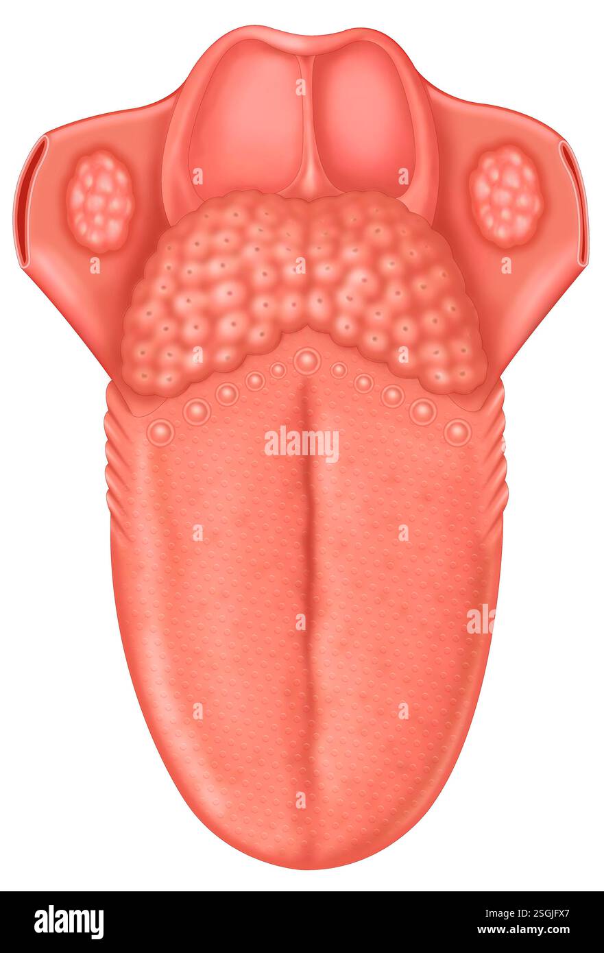 Anatomische Darstellung der Zunge. Muskelorgan essentiell zum Kauen, Schlucken und Sprechen. Enthält Geschmacksknospen zur Erkennung von Aromen. Stockfoto