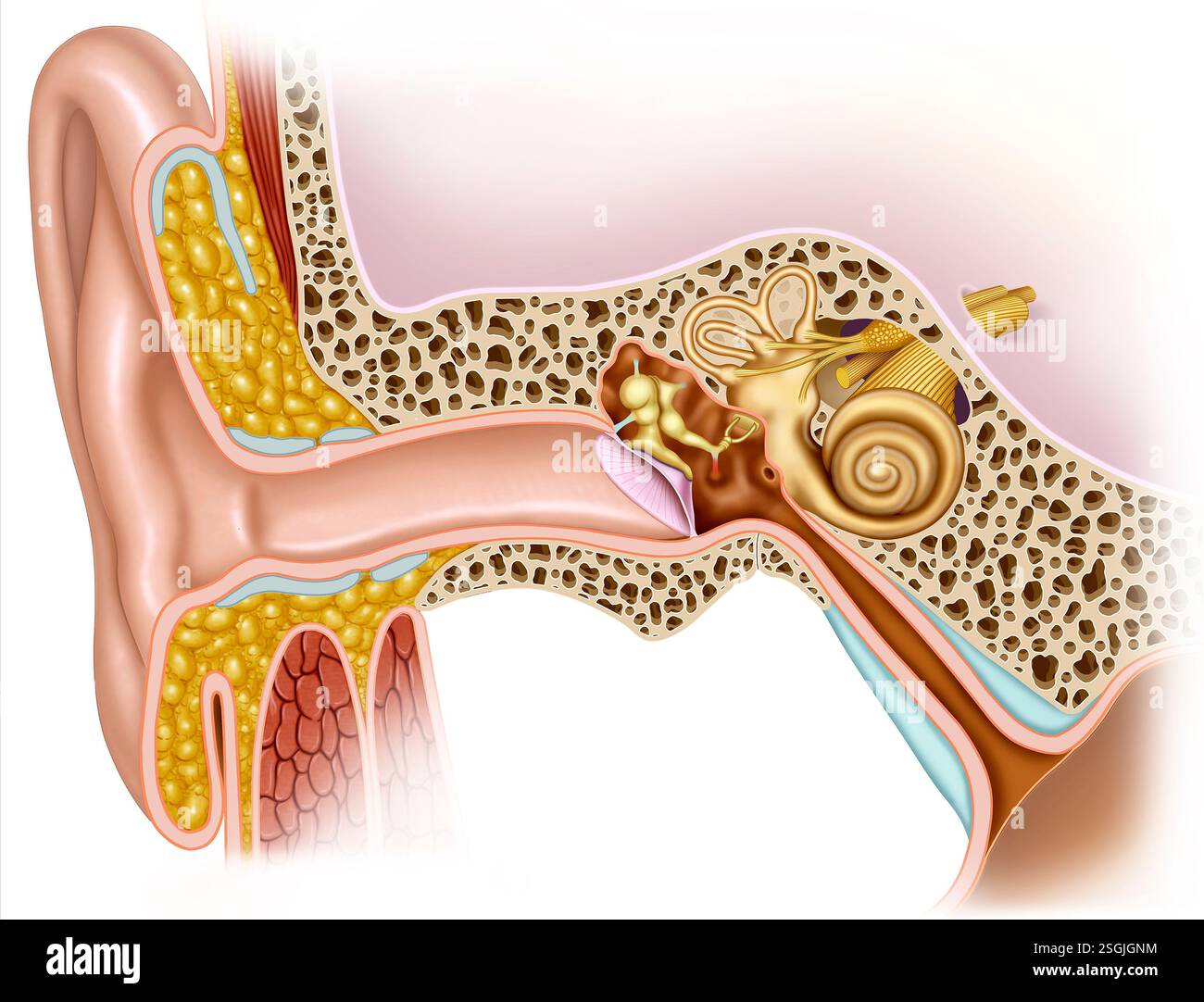 Anatomie des Ohres und detaillierte schematische Darstellung der Anatomie des Ohres, der äußeren Ohrstruktur, des mittleren und inneren Ohres Stockfoto