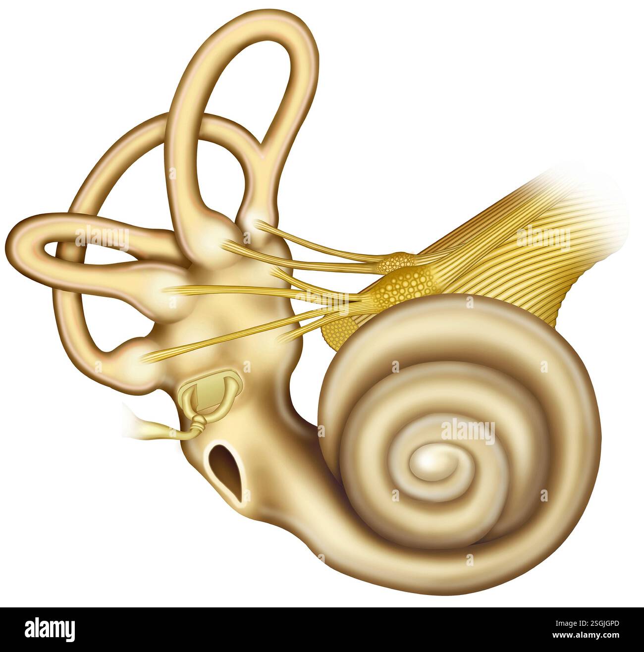Schematische Darstellung einer Schraube mit Vestibularisnerven und Hörnerven und Verkaufsoval mit Steigbügel Stockfoto