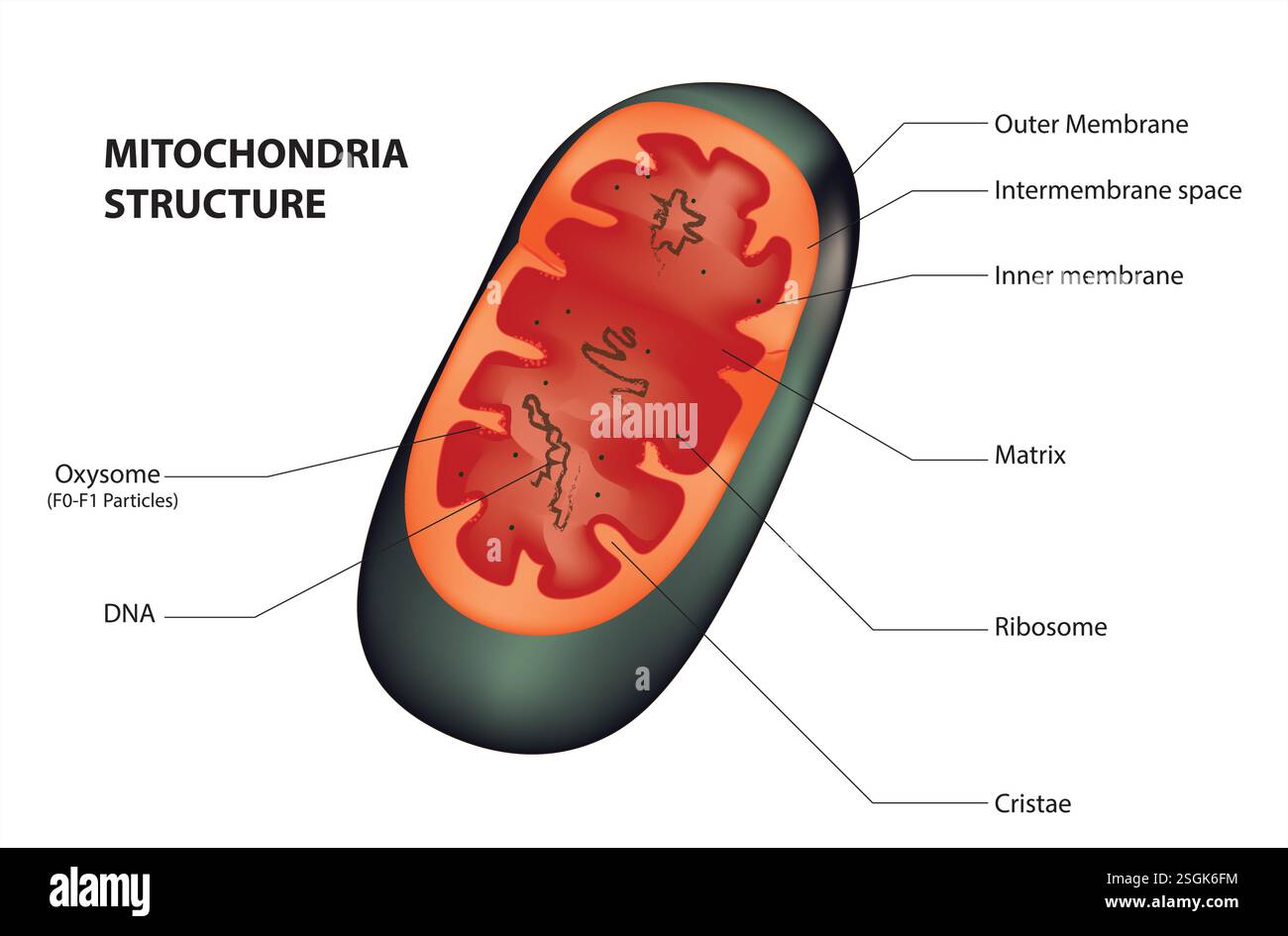 Mitochondrienstruktur Stock Vektor