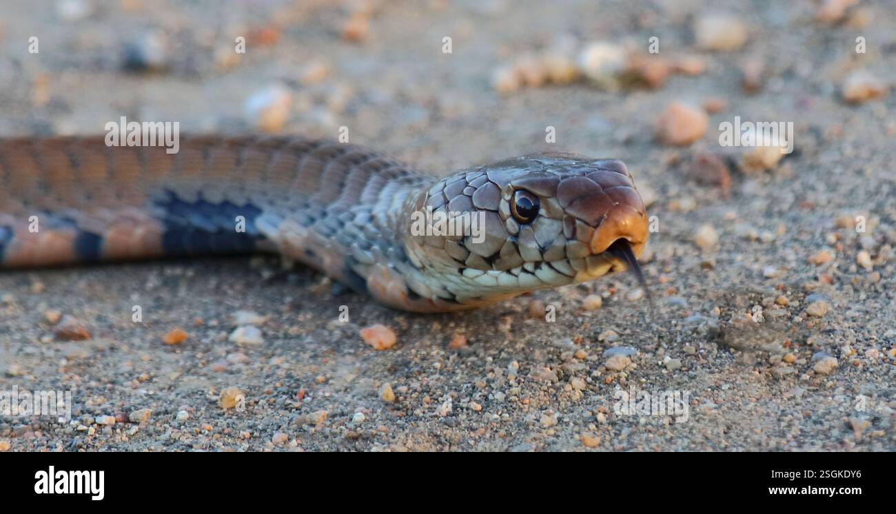 Mosambik-Speikobra / Mosambik Spuckkobra / Naja mossambica Stockfoto
