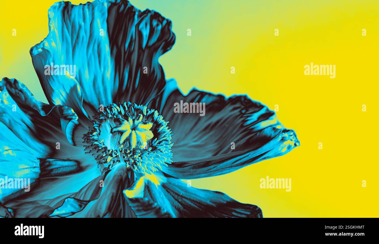 Digital aufgewerteter blauer Neonblumenmohn mit lebhaftem gelbem Hintergrund. Abstrakte und futuristische botanische Kunstwerke mit lebhaften Farben, perfekt für M Stockfoto