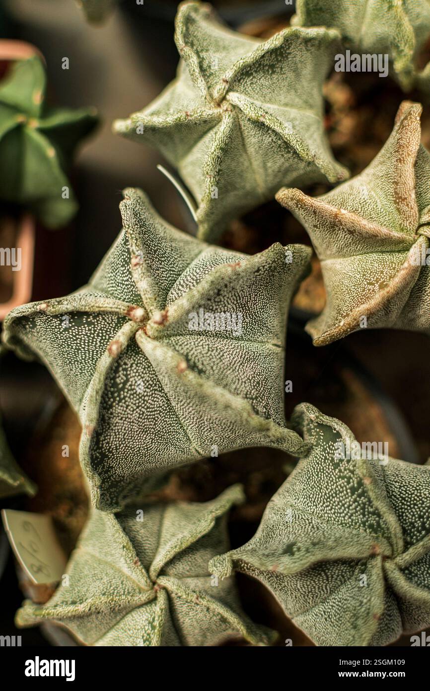 melo kaktus Melocactus matanzanus